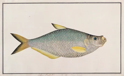 Ilisha, de Dibujos de peces de Malaca, c.1805-18